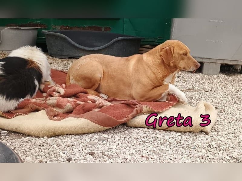 Greta3 geb. 05/2019 (GRC) - freundliche und schüchterne Schönheit will endlich ankommen!