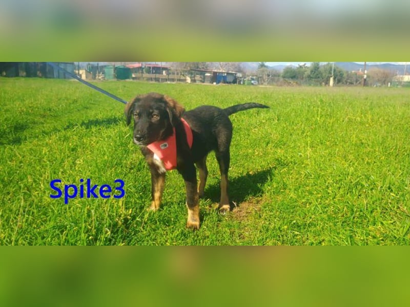 Spike3 geb. 11/2025 (GRC) - geselliges Hundebaby möchte in ein schönes Leben starten!