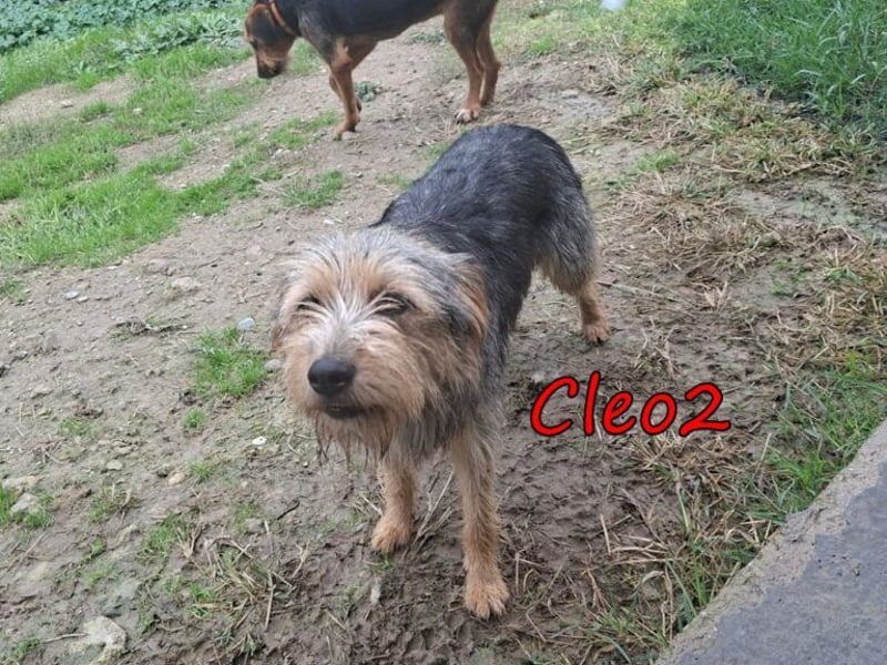 Cleo2 geb. 01/2025 (GRC) - freundliche Junghündin sucht ihr Körbchen oder Pflegestelle!