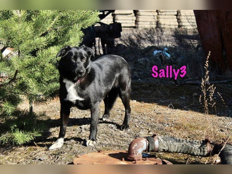 Sally3 geb. 04/2021 - sooo sanfte und verschmuste Hündin sucht liebevolle Menschen!