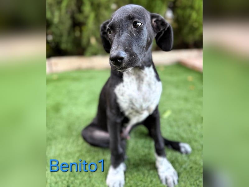 Benito1 geb. 05/2025 (ESP) - liebevoller, mutiger und loyaler Junghund!