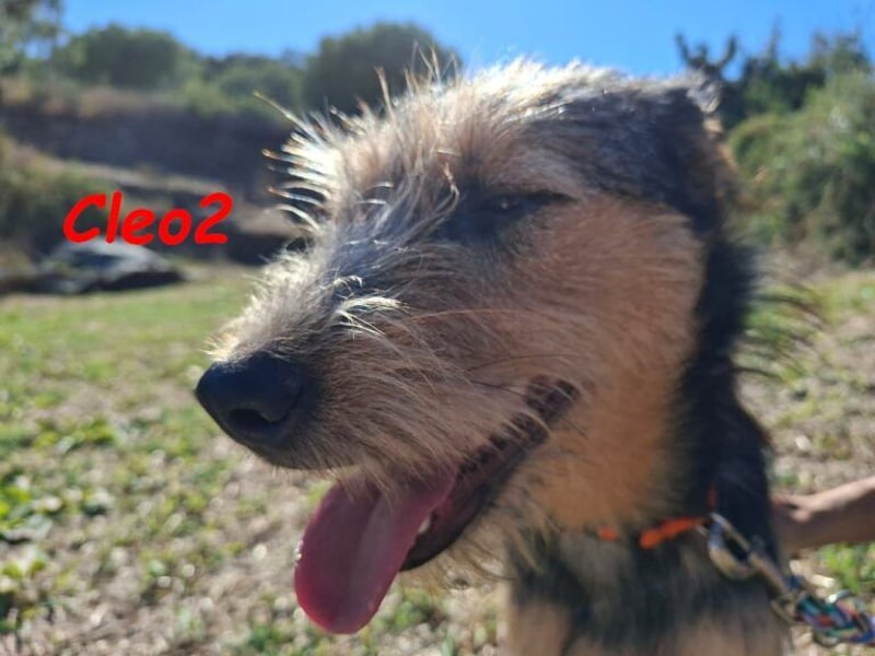 Cleo2 geb. 01/2025 (GRC) - freundliche Junghündin sucht ihr Körbchen!