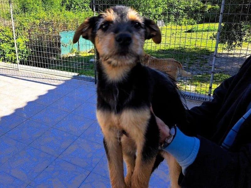 Cleo2 geb. 01/2025 (GRC) - freundliche Junghündin sucht ihr Körbchen!