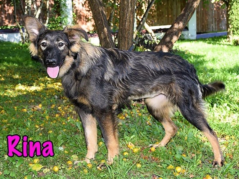 Rina geb. 01/2025 - charmante und verspielte, hübsche Welpin!