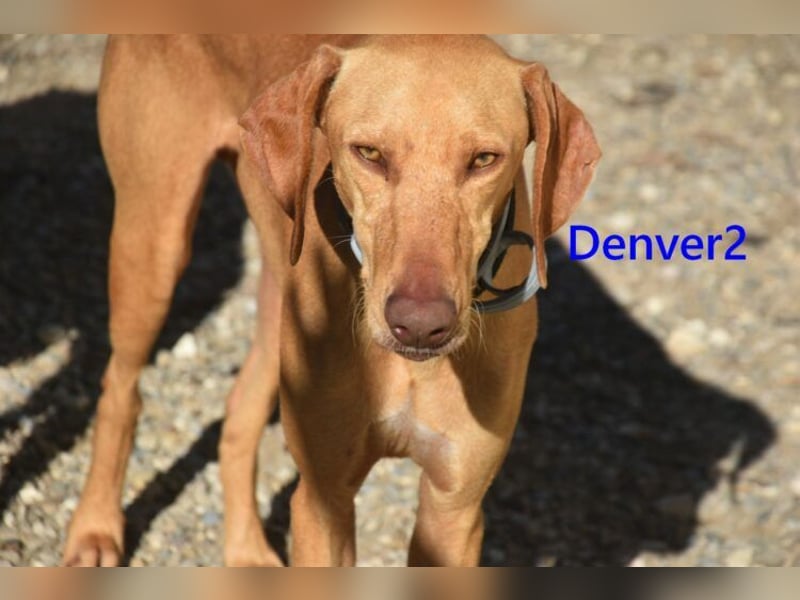 Denver2 geb. 02/2025 (ESP) - verspielter Viszla-Mix sucht Pflegestelle oder liebes Zuhause!