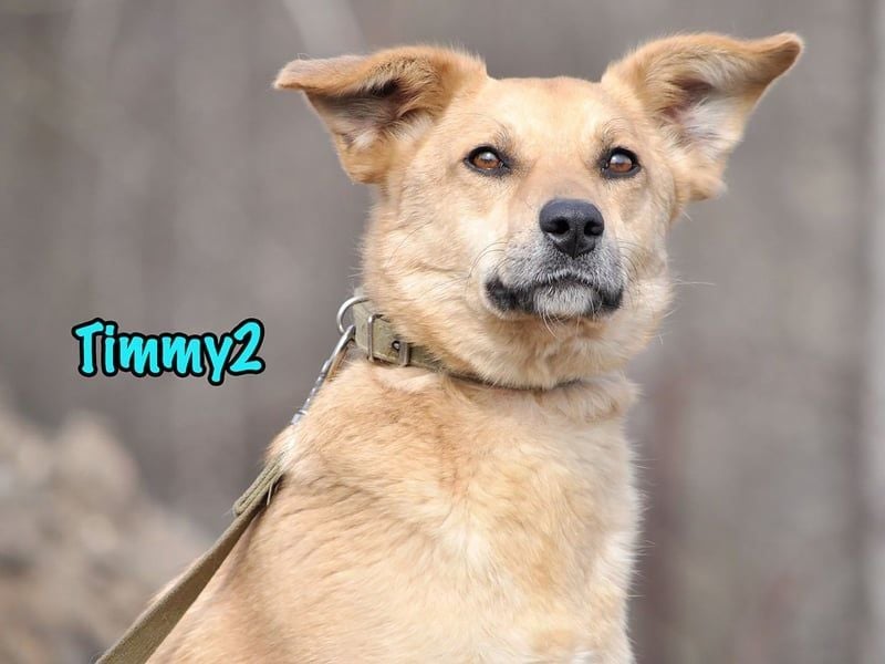 Timmy2 geb. 03/2023 - verspielter, aktiver und fröhlicher junger Rüde!