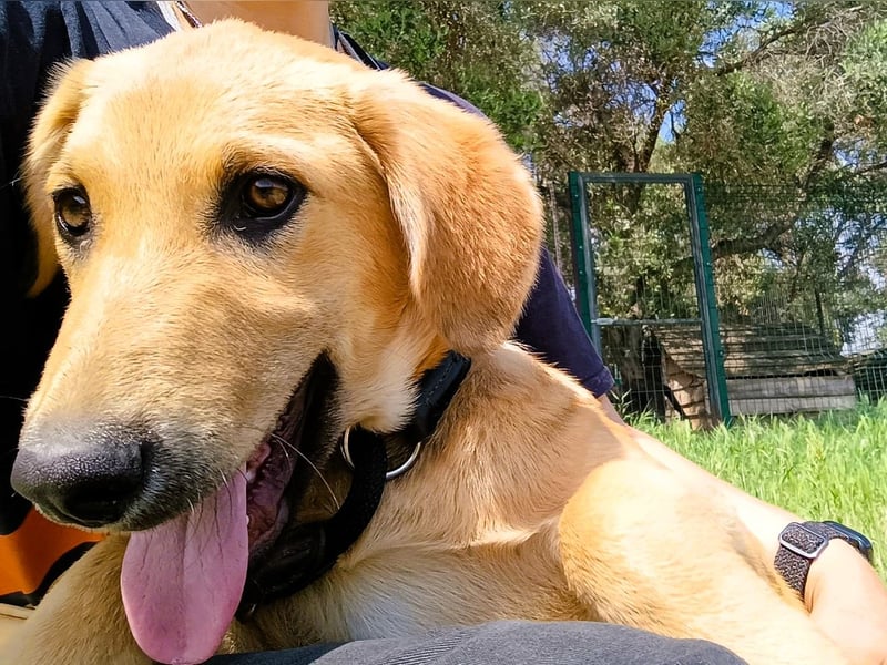 Petros3 geb. 12/2024 (GRC) - ausgeglichener, freundlicher und geselliger Junghund!