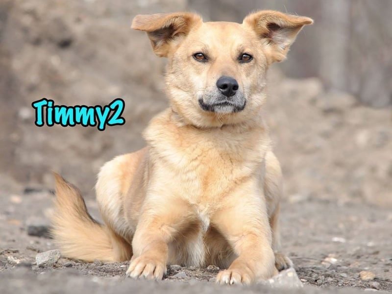Timmy2 geb. 03/2023 - verspielter, aktiver und fröhlicher junger Rüde!