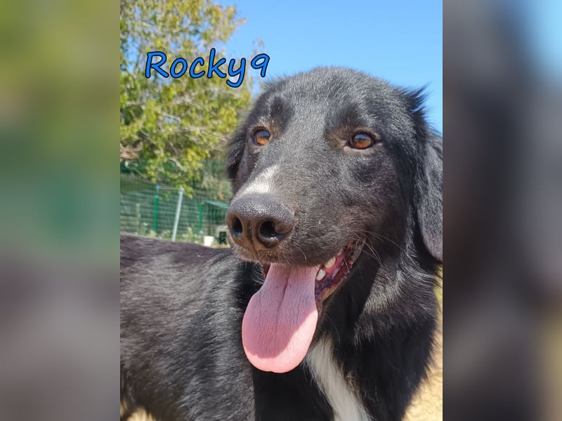 Rocky9 geb. 04/2024 (GRC) Sensibler und Lieber Rüde sucht seine Menschen