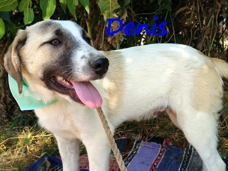Denis geb. 12/2024 (GRC) - anhänglicher, geselliger, ruhiger und sozialer Junghund!