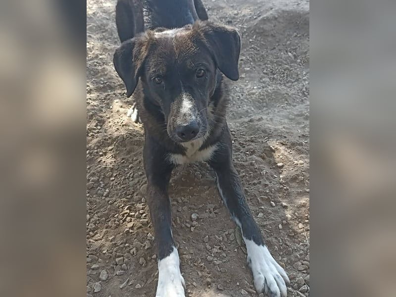 Laura3 geb. 06/2019 (GRC) - schüchterne Schönheit wünscht sich ein ruhiges Zuhause!