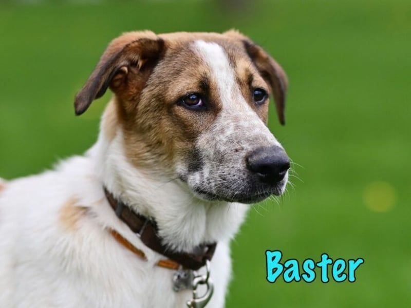 Baster geb. 10/2021 (in Deutschland) - sportlicher, verschmuster und aufmerksamer Rüde!