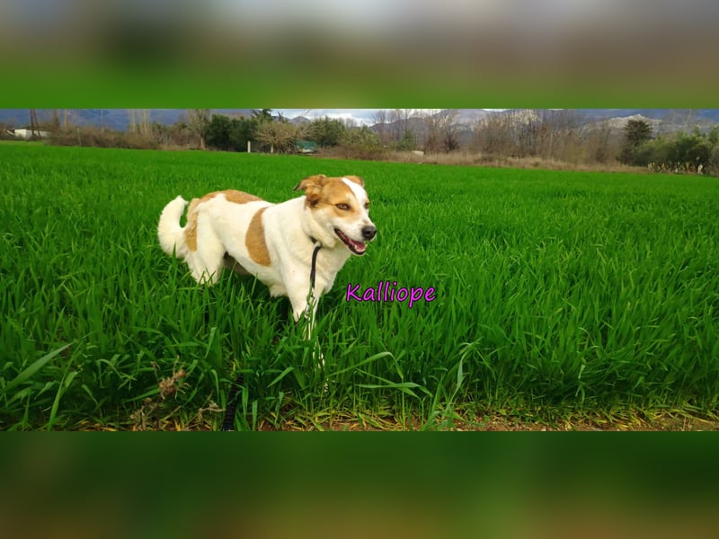 Kalliope geb. 12/2023 (GRC) - liebe, sensible und aktive Prinzessin sucht ihre Für-immer-Familie!