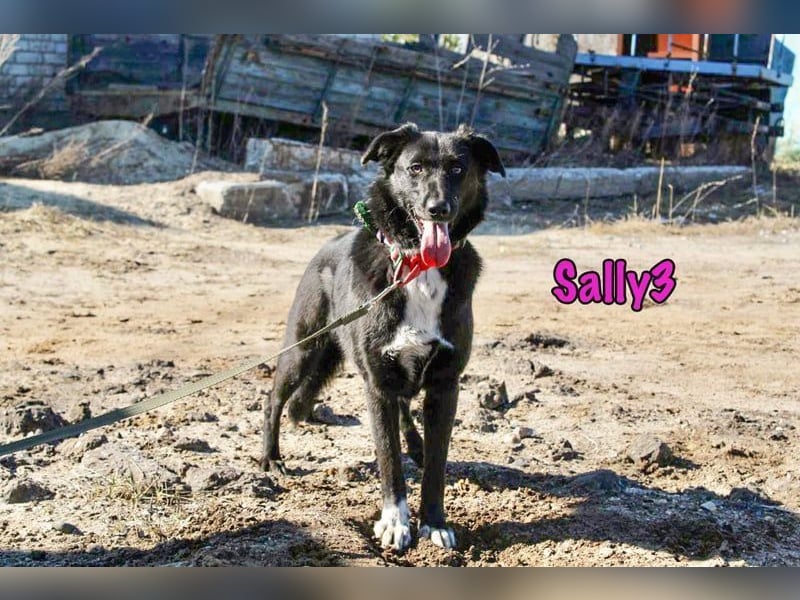 Sally3 geb. 04/2021 - sooo sanfte und verschmuste Hündin sucht liebevolle Menschen!