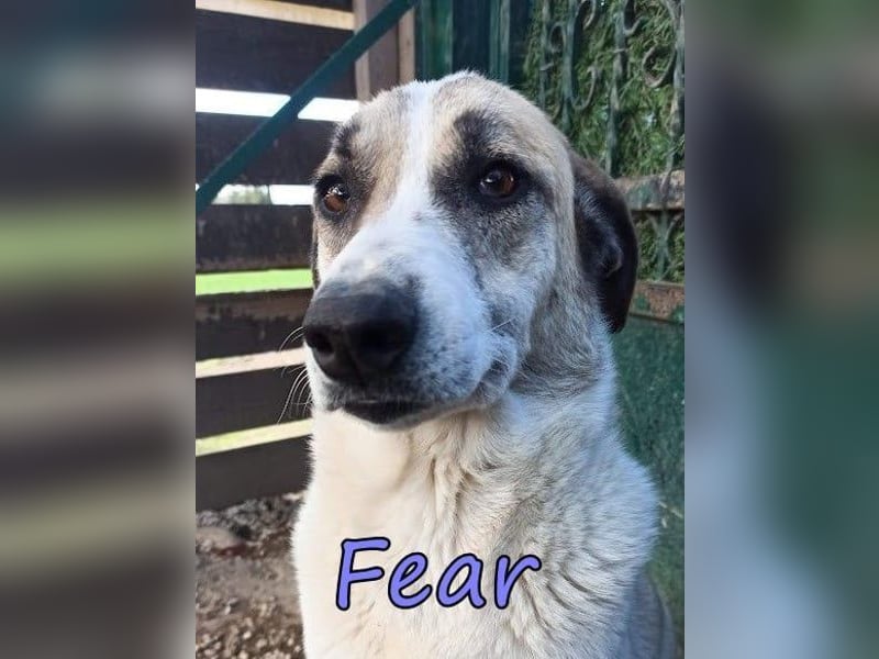 Fear geb. 09/2020 (GRC) Freundliche Hündin sucht Menschen mit Geduld und Liebe
