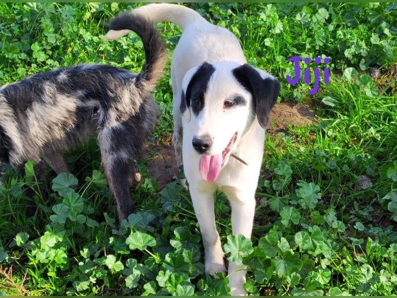 Jiji 07/2023 (in Deutschland) - ruhige und sanfte, wundervolle junge Hündin!