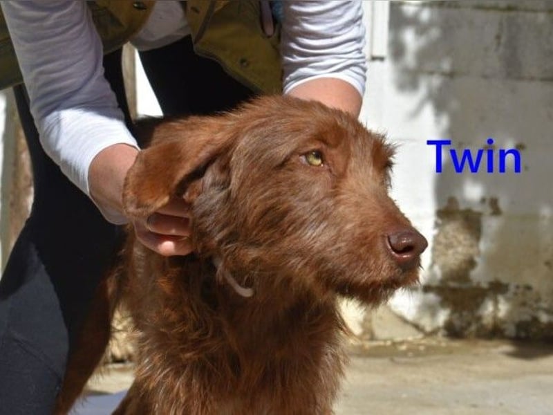 Twin geb. 01/2024 (ESP) - verschmuster und menschenbezogener Hundekumpel!