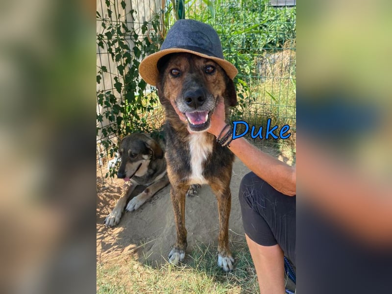 Duke geb. 02/2021 (GRC) - sensibler Rüde möchte endlich das Tierheim verlassen!