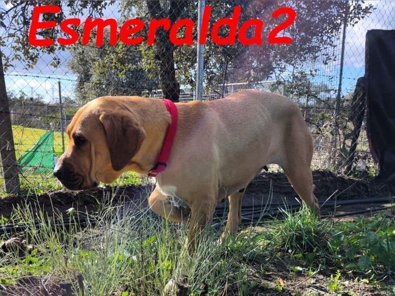 Esmeralda2 geb. 09/2022 (ESP) - ausgeglichene und anhängliche Hündin!