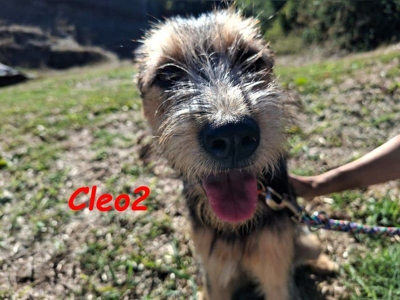 Cleo2 geb. 01/2025 (GRC) - freundliche Junghündin sucht ihr Körbchen!