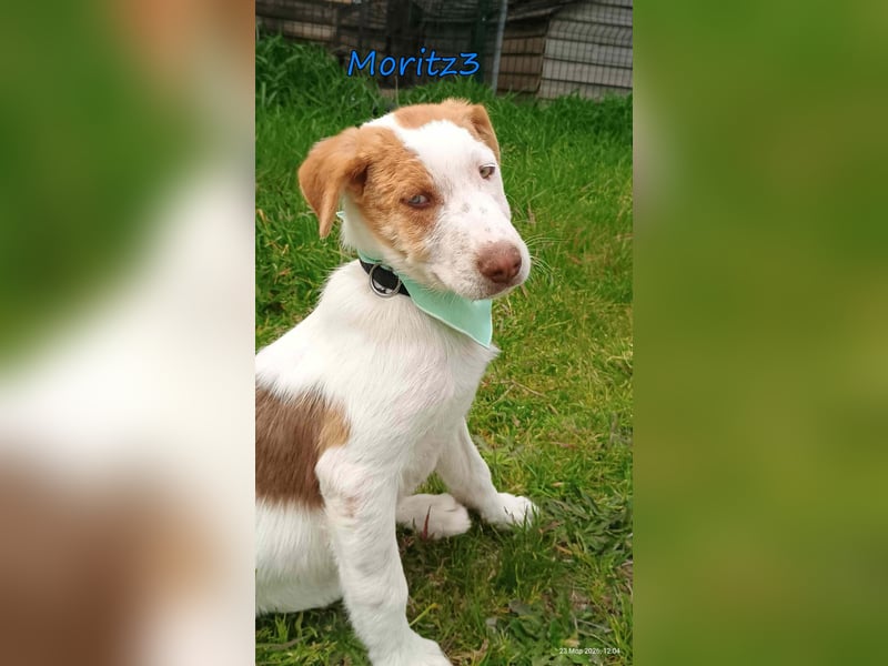 Moritz3 geb. 12/2025 (GRC) - freundlicher und verspielter Welpe sucht seine eigene Familie!