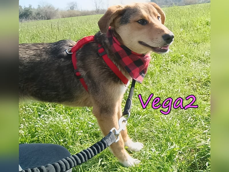 Vega2 geb. 08/2025 (GRC) - zärtliche und anhängliche Welpin!