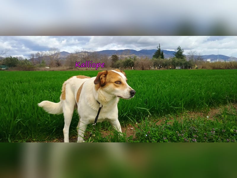 Kalliope geb. 12/2023 (GRC) - liebe, sensible und aktive Prinzessin sucht ihre Für-immer-Familie!
