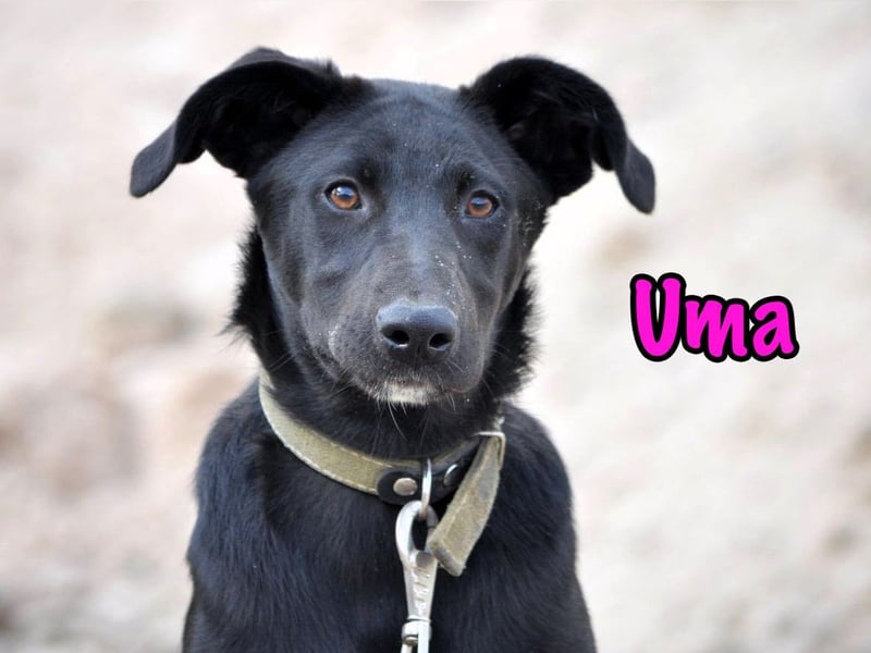 Uma geb. 03/2025 - freundliche und liebevolle Junghündin!