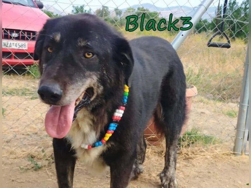 Black3♥️geb. 03/2019 (GRC) - sanfter, liebevoller und verschmuster Rüde!