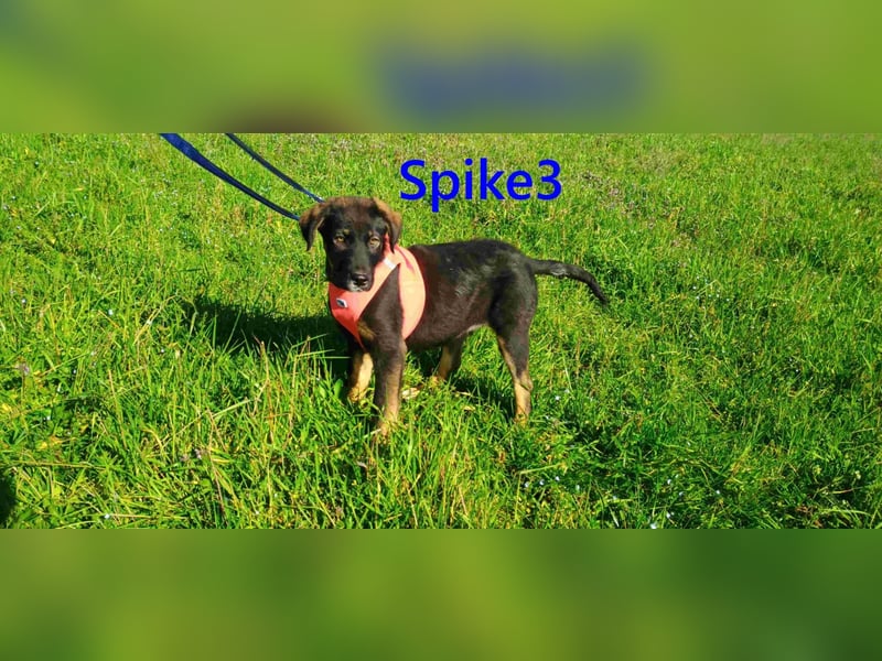 Spike3 geb. 11/2025 (GRC) - geselliges Hundebaby möchte in ein schönes Leben starten!