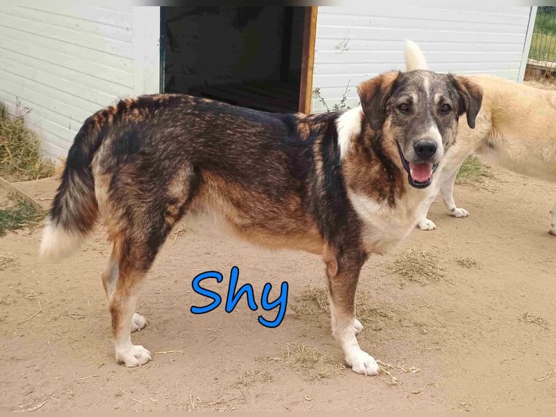Shy geb. 08/2020 (GRC) Freundlicher und Zurückhaltender Rüde sucht seine Menschen