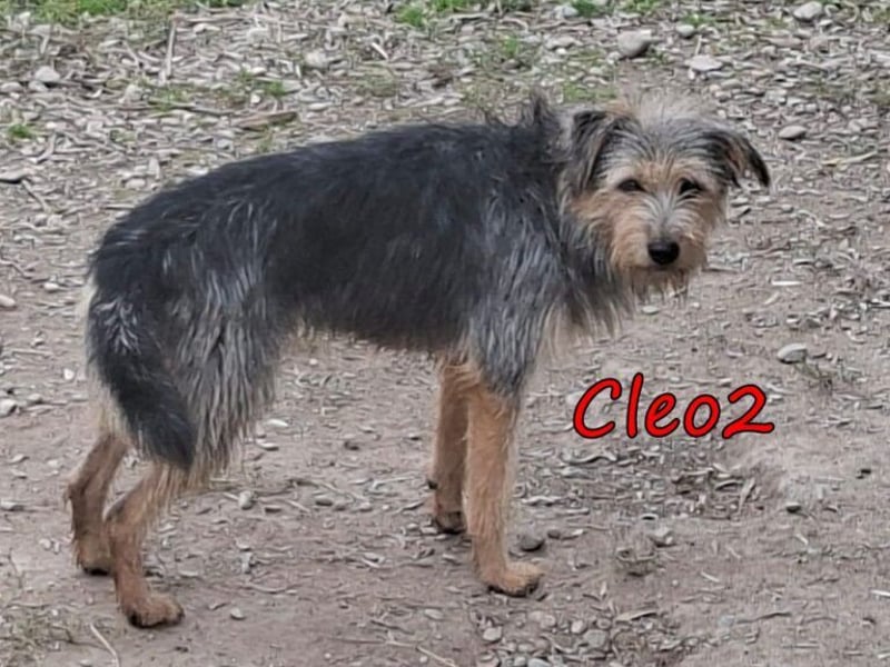 Cleo2 geb. 01/2025 (GRC) - freundliche Junghündin sucht ihr Körbchen oder Pflegestelle!