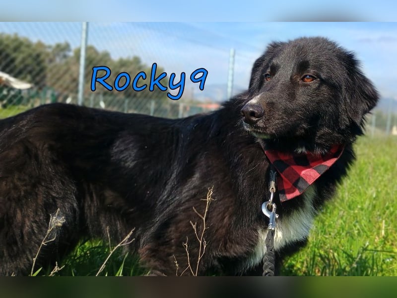 Rocky9 geb. 04/2024 (GRC) Sensibler und Lieber Rüde sucht seine Menschen