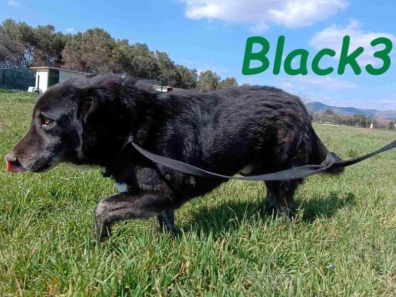 Black3 geb. 03/2019 (GRC) - sanfter, liebevoller und verschmuster Rüde!