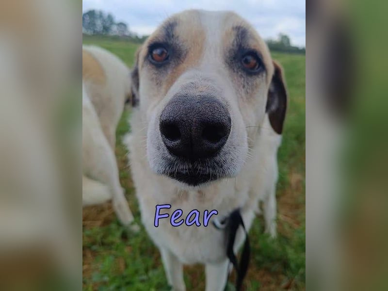 Fear geb. 09/2020 (GRC) Freundliche Hündin sucht Menschen mit Geduld und Liebe