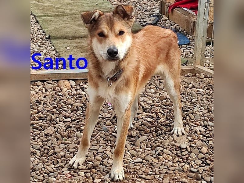Santo geb. 02/2024 (ESP) - verspielter und lieber Rüde!