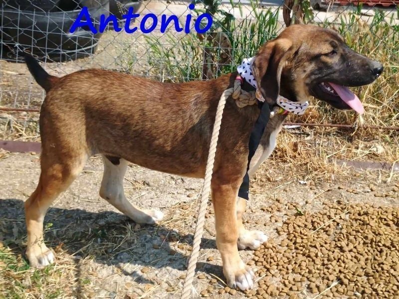 Antonio geb. 01/2025 (GRC) - freundlicher und kontaktfreudiger Welpe!