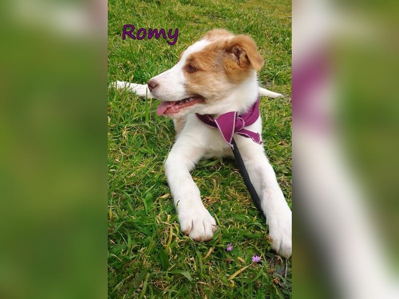 Romy geb. 12/2025 (GRC) - fröhliches und verspieltes Mädchen sucht ein Für-immer-Zuhause!