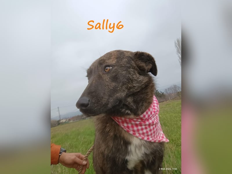 Sally6 geb. 2020 (GRC) - sanftmütige, ruhige und liebenswerte, wunderschöne Hündin!