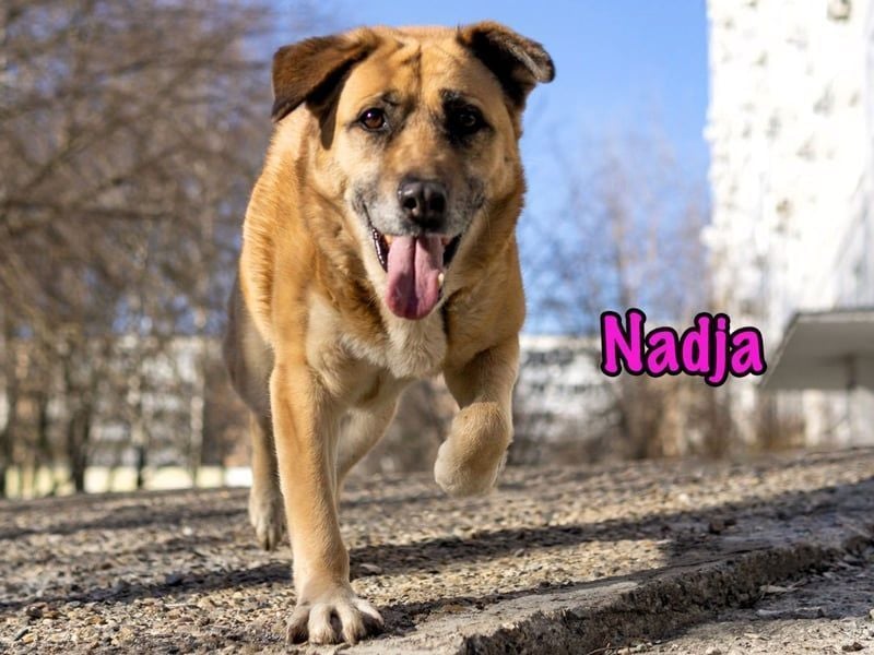 Nadja geb. 01/2017 - treue und verschmuste Hündin mit goldenem Herz!