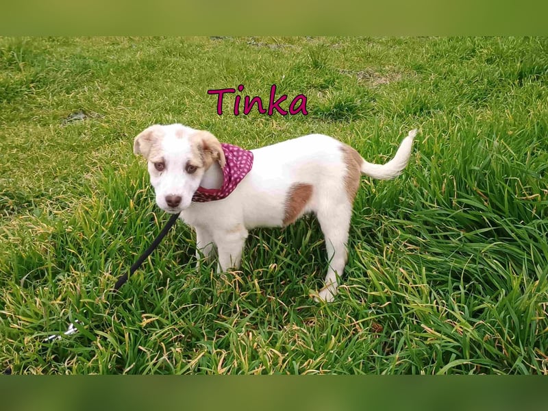 Tinka geb. 12/2025 (GRC) - fröhliches und verspieltes Hundebaby sucht ihren Platz im Leben!