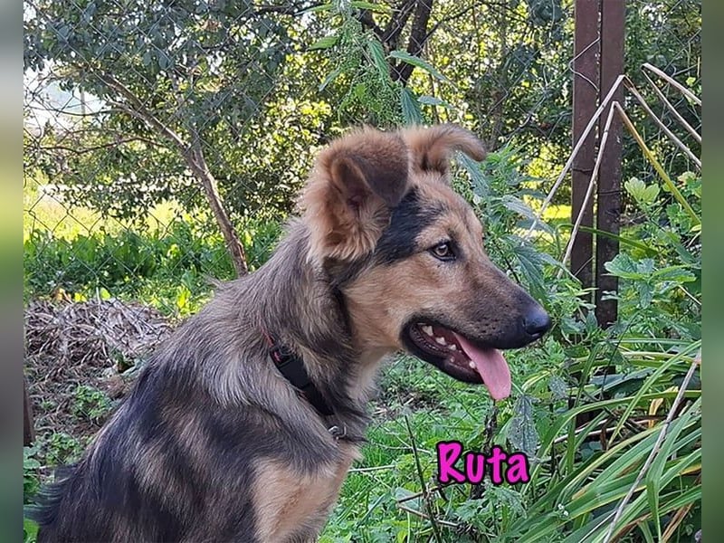 Ruta geb. 01/2025 - gehorsame und fröhliche, wunderschöne Welpin!