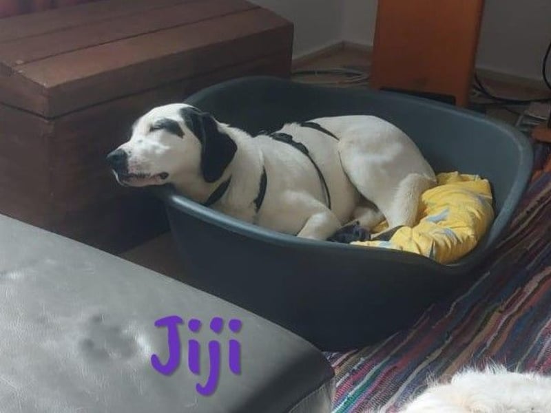 Jiji 07/2023 (in Deutschland) - ruhige und sanfte, wundervolle junge Hündin!
