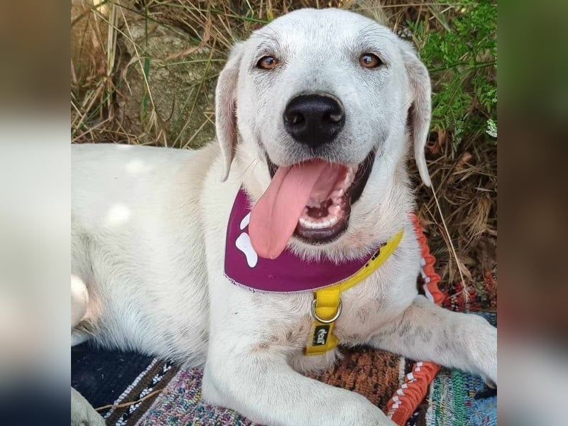 Michelle2 geb. 12/2024 (GRC) - gesellige und ruhige Welpin!