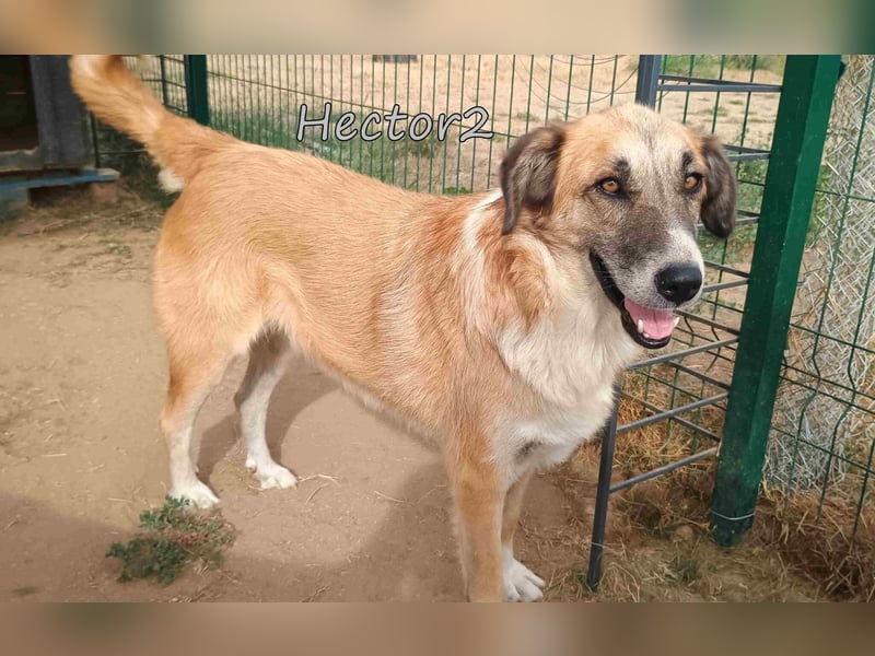Hector2 geb. 08/2020 (GRC) - ruhiger und freundlicher Rüde wünscht sich eine liebe Familie!