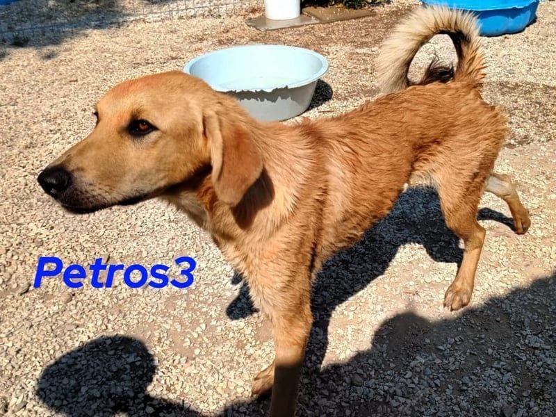 Petros3 geb. 12/2024 (GRC) - ausgeglichener, freundlicher und geselliger Junghund!