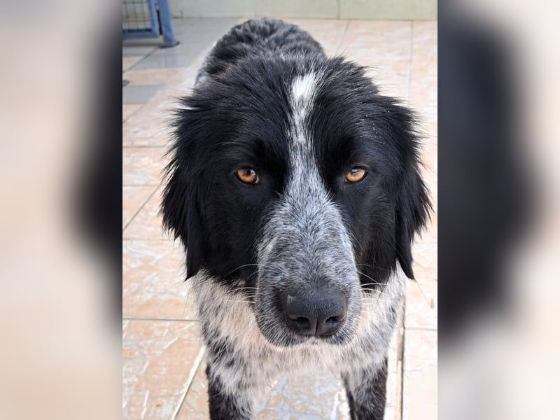 Polly3 geb. 05/2023 (GRC) - neugierige und freundliche, wunderschöne Hündin!