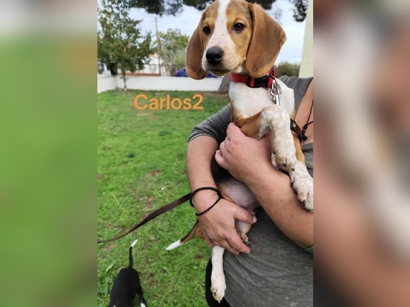 Carlos2 geb. 08/2025 (GRC) - neugieriger und aufgeschlossener, kleiner Welpe!