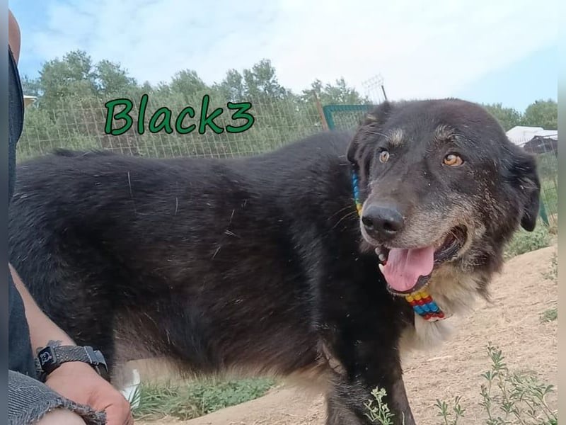 Black3♥️geb. 03/2019 (GRC) - sanfter, liebevoller und verschmuster Rüde!