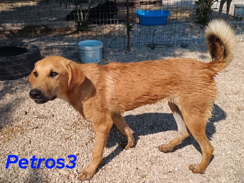 Petros3 geb. 12/2024 (GRC) - ausgeglichener, freundlicher und geselliger Junghund!